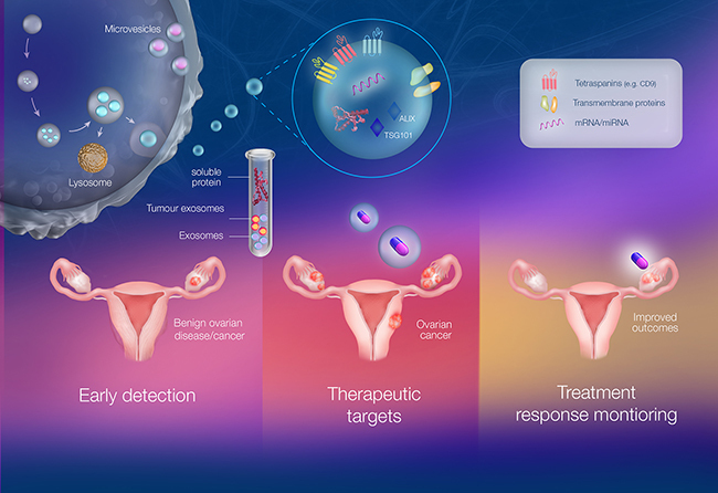 Eksozom yumurta kalitesini artırır mı